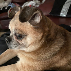 Meet your Posher, Dave